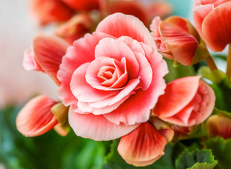 Pink begonia flowers blooming in a cluster, surrounded by closed buds and green leaves, creating a vibrant display of color and lushness.