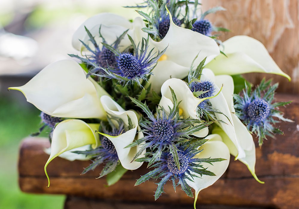 Nearly a dozen mixed blue thistle, wrapped up with a soft, larger white flower