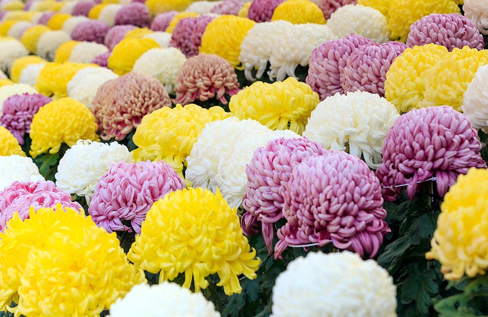 Bright chrysanthemums in yellow, white, and purple bloom densely, creating a vibrant floral patchwork.