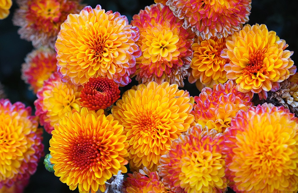 Clusters of vibrant yellow, orange, and pink chrysanthemum flowers bloom closely together, displaying intricate petal arrangements and creating a lively, dense floral tapestry