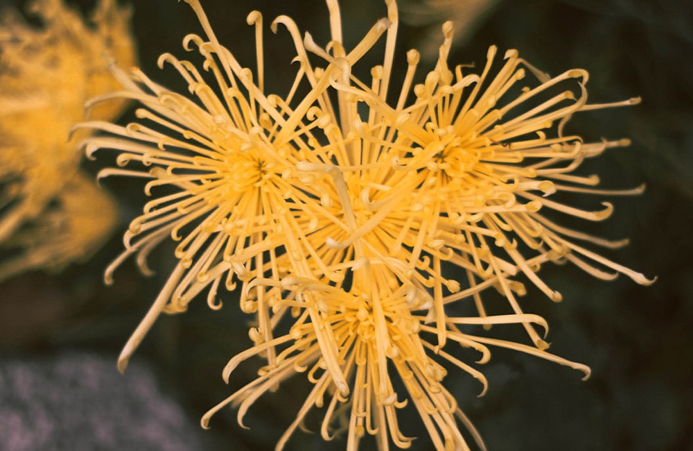 Yellow, spiky flowers with elongated petals are clustered together, positioned in focus against a blurred, dark green background composed of foliage.