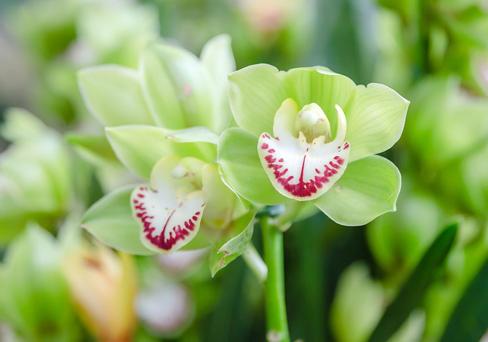 Green and white orchids with red-speckled centers bloom vibrantly amidst lush green foliage.