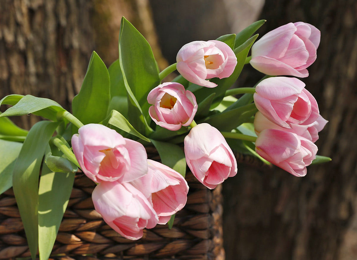 A soft pink bouquet resting in a brown picnic basket